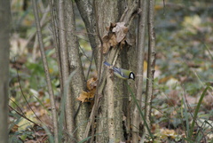 Parus major