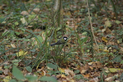 Parus major