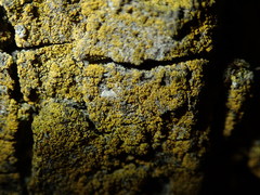 Candelariella xanthostigma