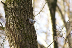 Sitta europaea