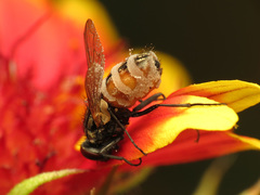 Entomophthorales