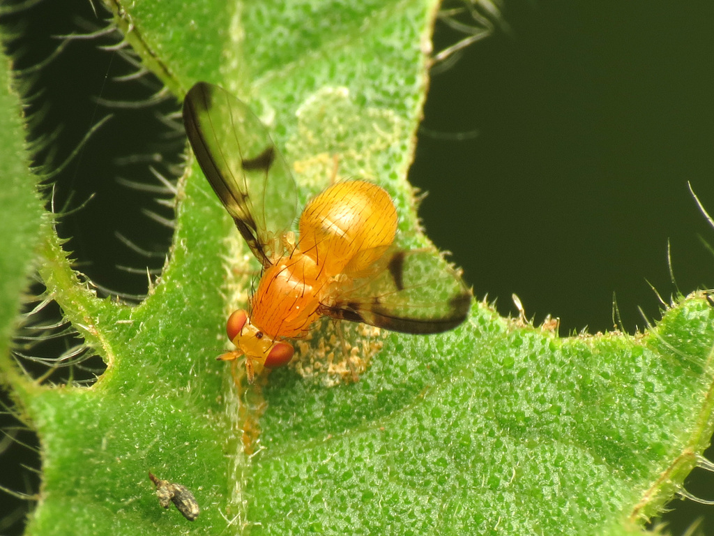 Camptoprosopella maculipennis