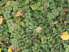 Symphoricarpos × chenaultii