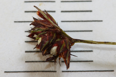 Scleria verticillata