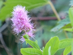 Spiraea × billardii