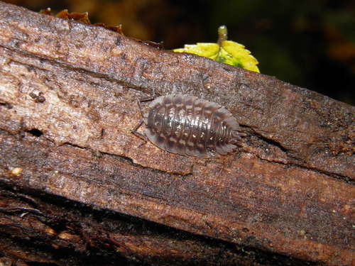 Paprastasis vėdarėlis