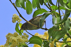 Myzomela sanguinolenta