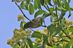 Myzomela sanguinolenta