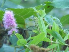 Spiraea × billardii