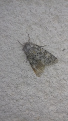 Polymixis flavicincta