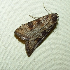 Nomophila africana