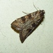 Nomophila africana - Photo (c) Marion Maclean, some rights reserved (CC BY-NC), uploaded by Marion Maclean