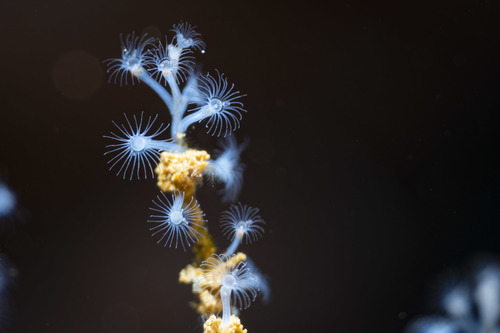Common curled hydroid