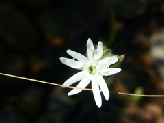 Silene aethiopica