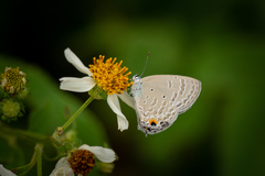 Catochrysops