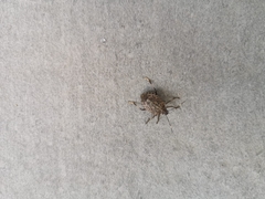 Halyomorpha halys