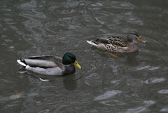 Anas platyrhynchos