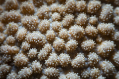 Hydnophora microconos