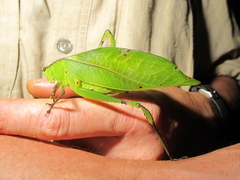 Cnemidophyllum longissimum