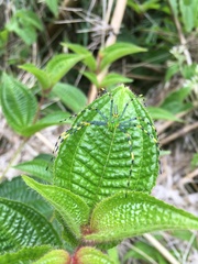 Peucetia madagascariensis