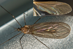 Trichocera major