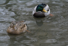 Anas platyrhynchos