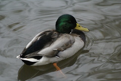 Anas platyrhynchos