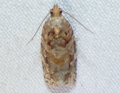 Argyrotaenia tabulana