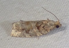 Argyrotaenia tabulana