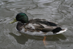 Anas platyrhynchos