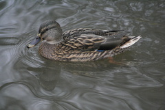 Anas platyrhynchos