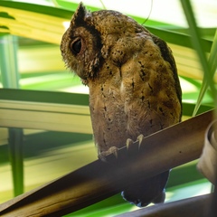 Otus lempiji