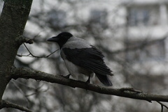 Corvus cornix