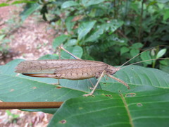 Eumecopterus incisus