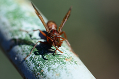 Polistes madiburensis