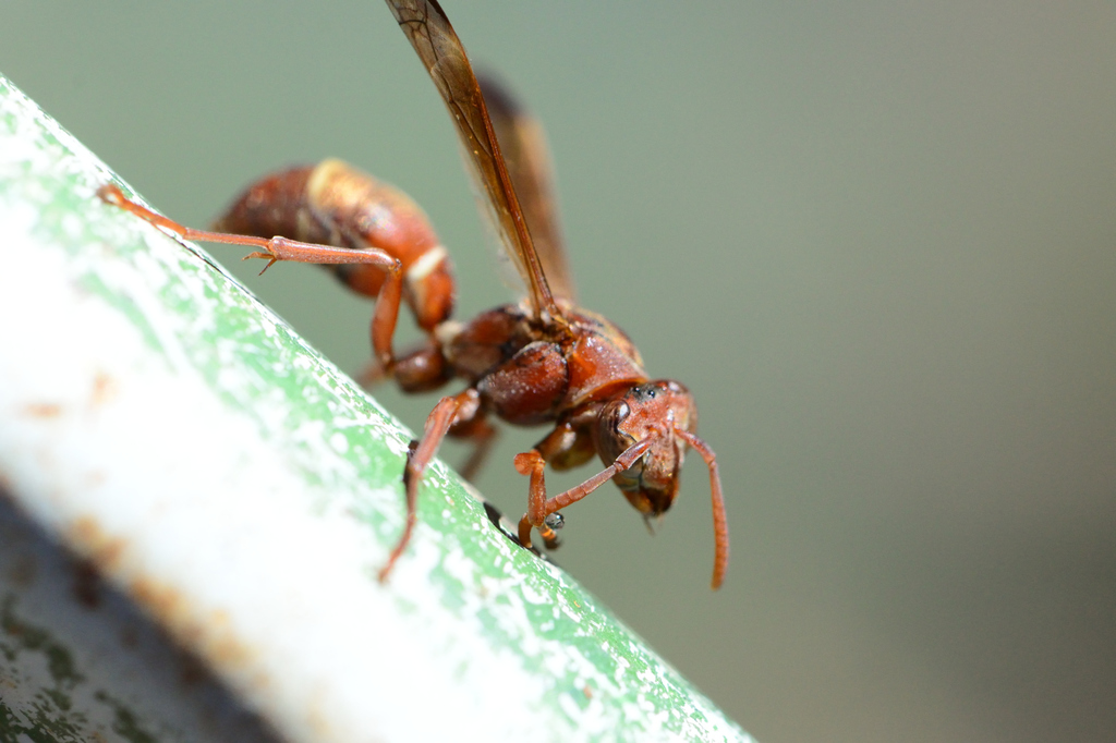 Polistes madiburensis