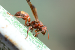 Polistes madiburensis
