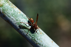 Polistes madiburensis