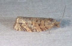Argyrotaenia tabulana