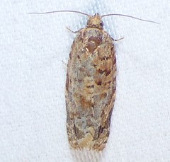 Argyrotaenia tabulana