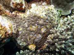 Acanthastrea