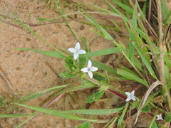 Spermacoce articularis