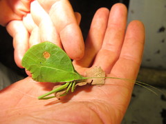 Typophyllum mortuifolium