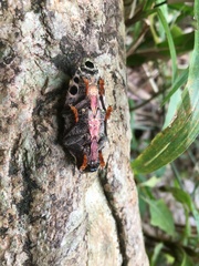 Apateum luczotii