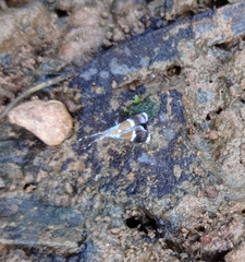 Coconympha iriarcha