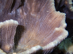 Pectinia lactuca