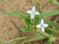 Spermacoce articularis