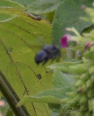 Amegilla violacea