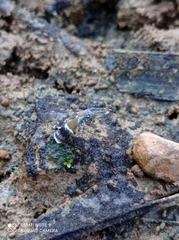 Coconympha iriarcha