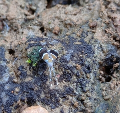 Coconympha iriarcha
